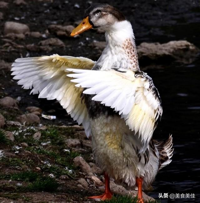 鸭子的寿命是多久，几年以上的营养价值最高？-第3张图片-亚星国际官网