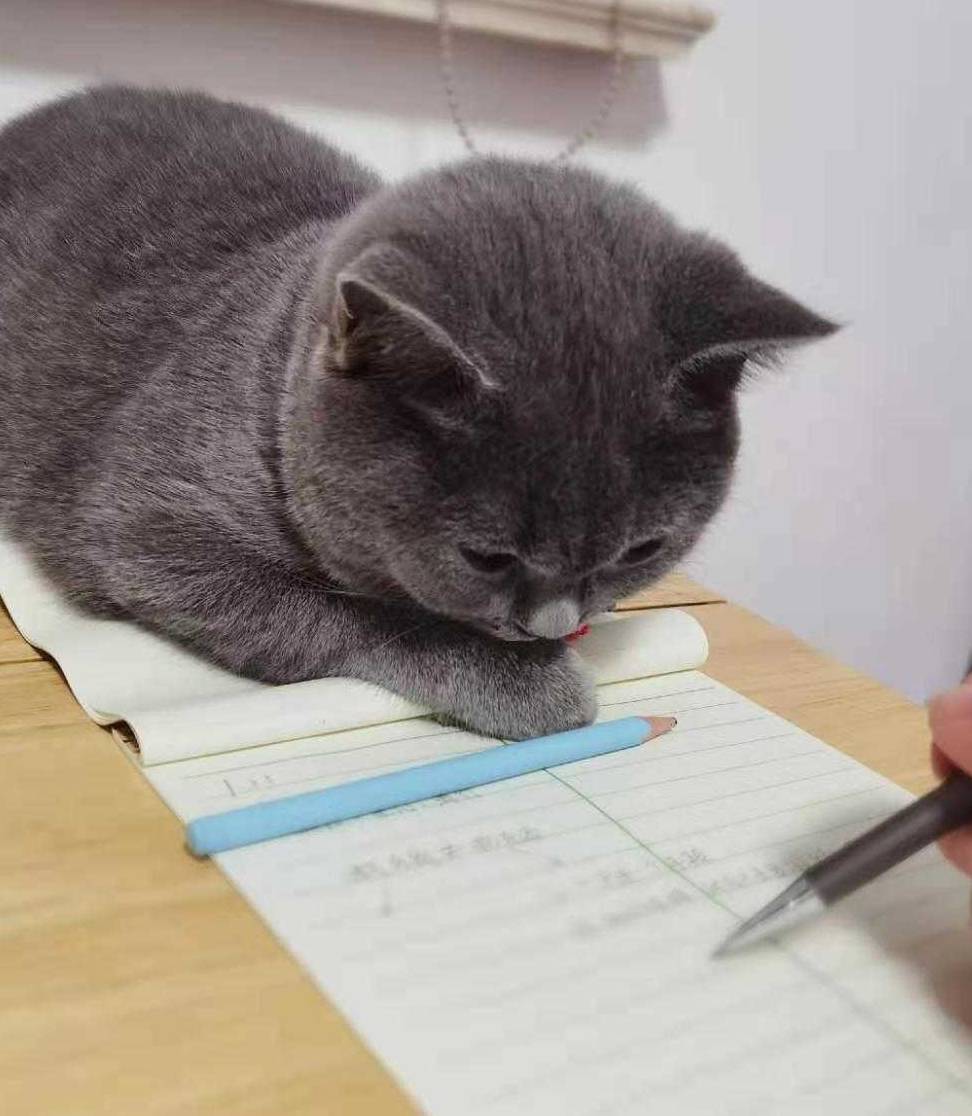 猫眼看书苹果版:猫咪流浪记-第1张图片-亚星国际官网
